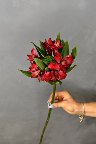 Красная альстромерия