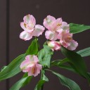 Розовая Альстромерия - с доставкой по Минску - миниатюра