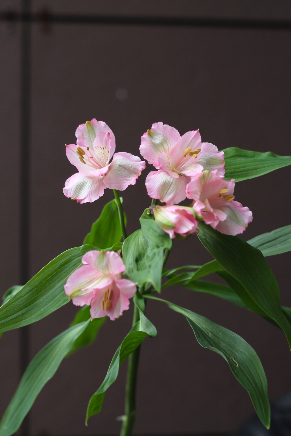 Розовая Альстромерия - с доставкой по Минску