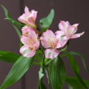 Розовая Альстромерия - миниатюра