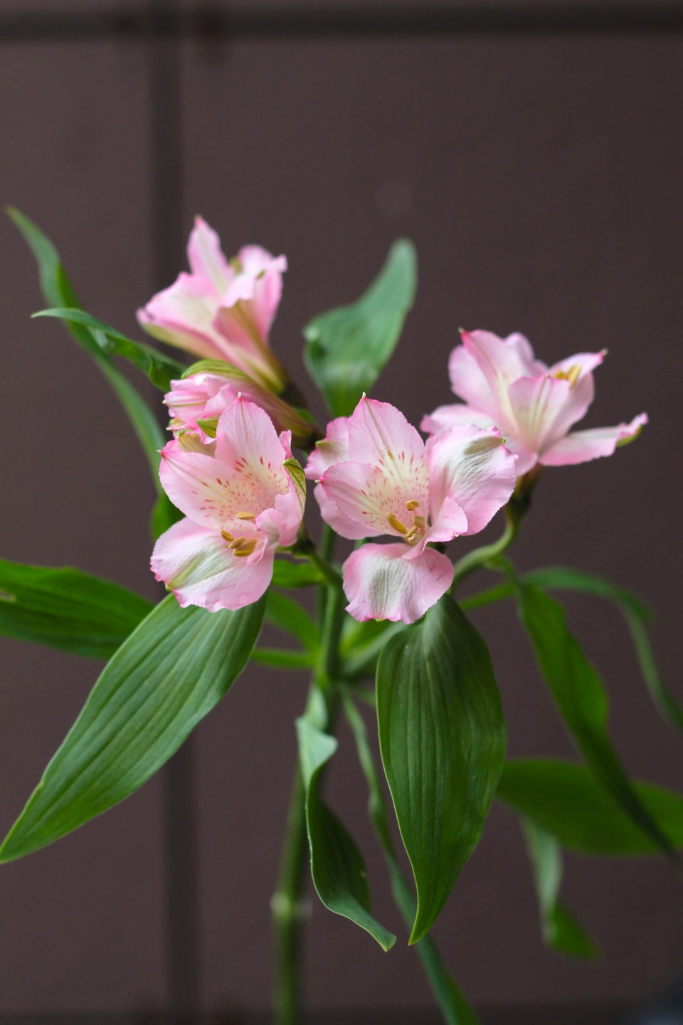 Розовая Альстромерия