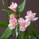 Розовая Альстромерия - с добавлением зелени - миниатюра 