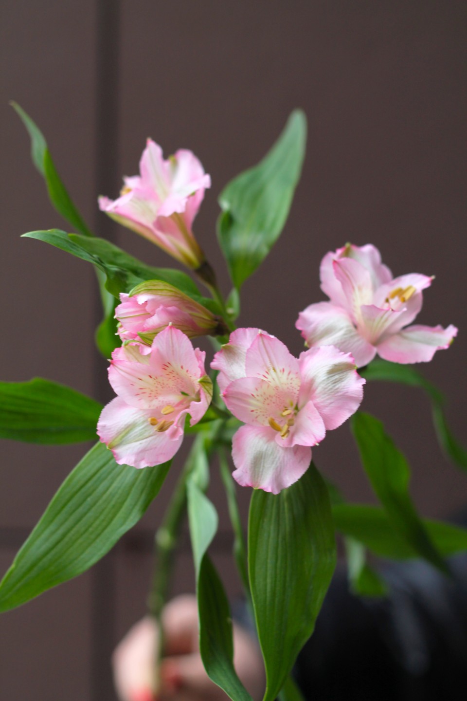 Розовая Альстромерия - с добавлением зелени