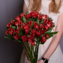 Бордовая альстромерия - миниатюра