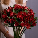 Бордовая альстромерия - с доставкой по Минску - миниатюра