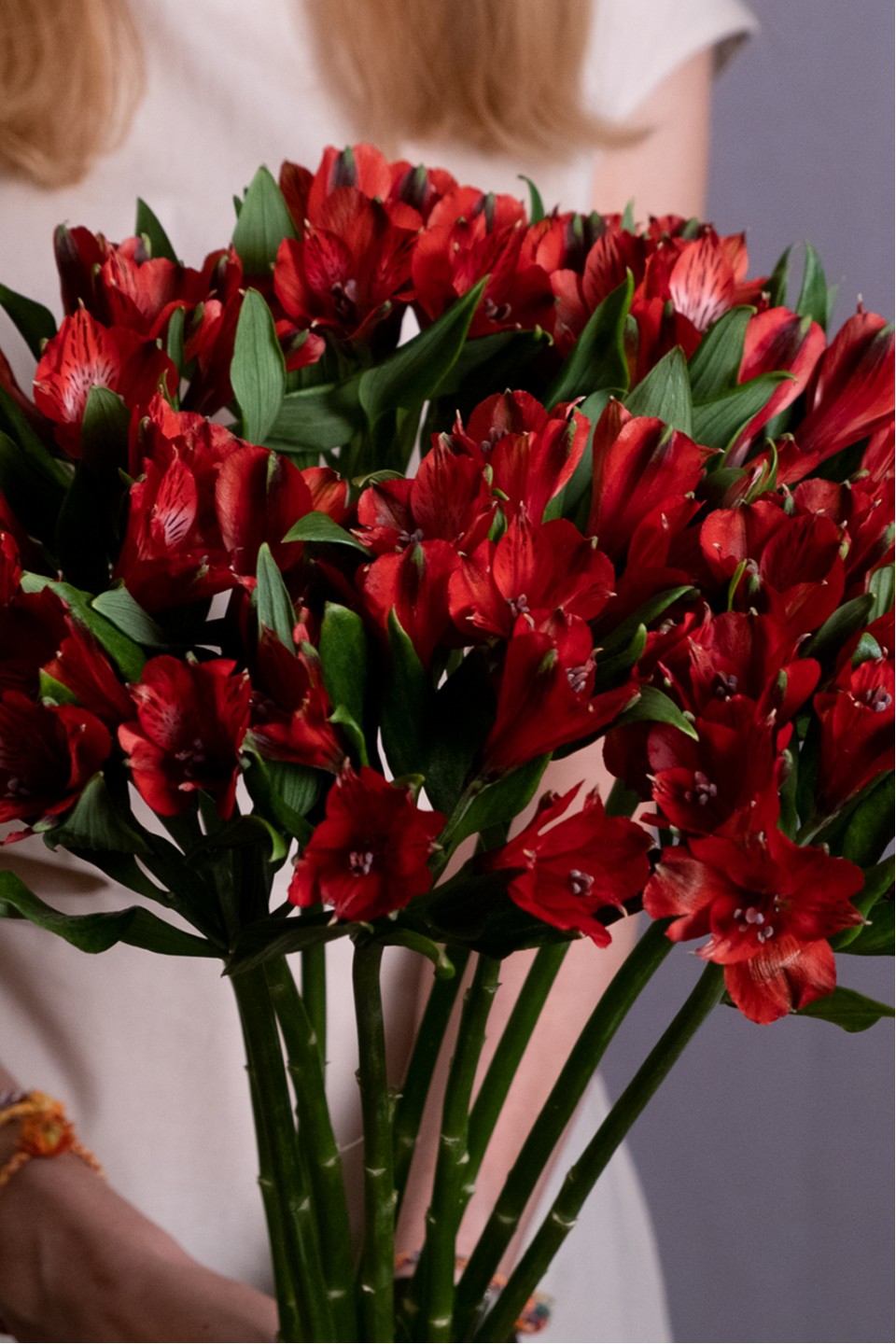 Бордовая альстромерия - с доставкой по Минску