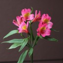 Малиновая Альстромерия - миниатюра