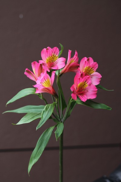 Малиновая Альстромерия