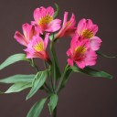 Малиновая Альстромерия - с доставкой по Минску - миниатюра