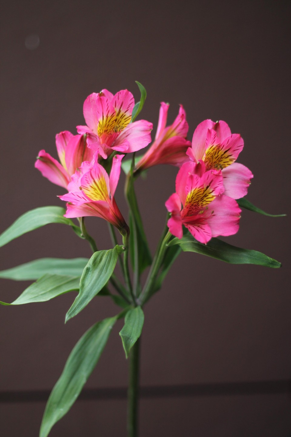 Малиновая Альстромерия - с доставкой по Минску