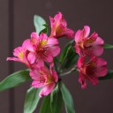 Малиновая Альстромерия - с добавлением зелени - миниатюра 