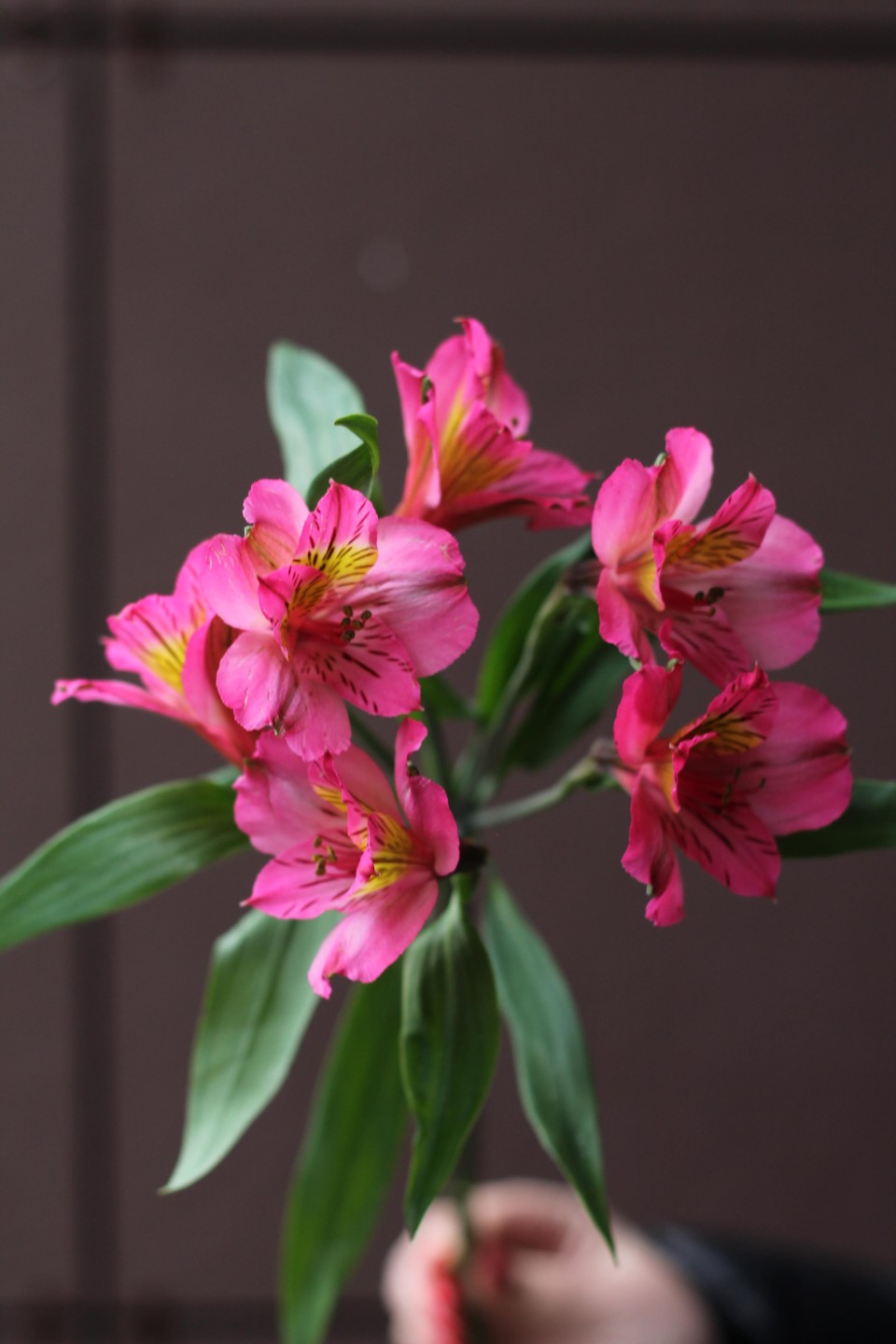 Малиновая Альстромерия - с добавлением зелени
