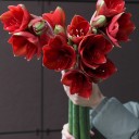 Амариллис красный - подарочное оформление - миниатюра