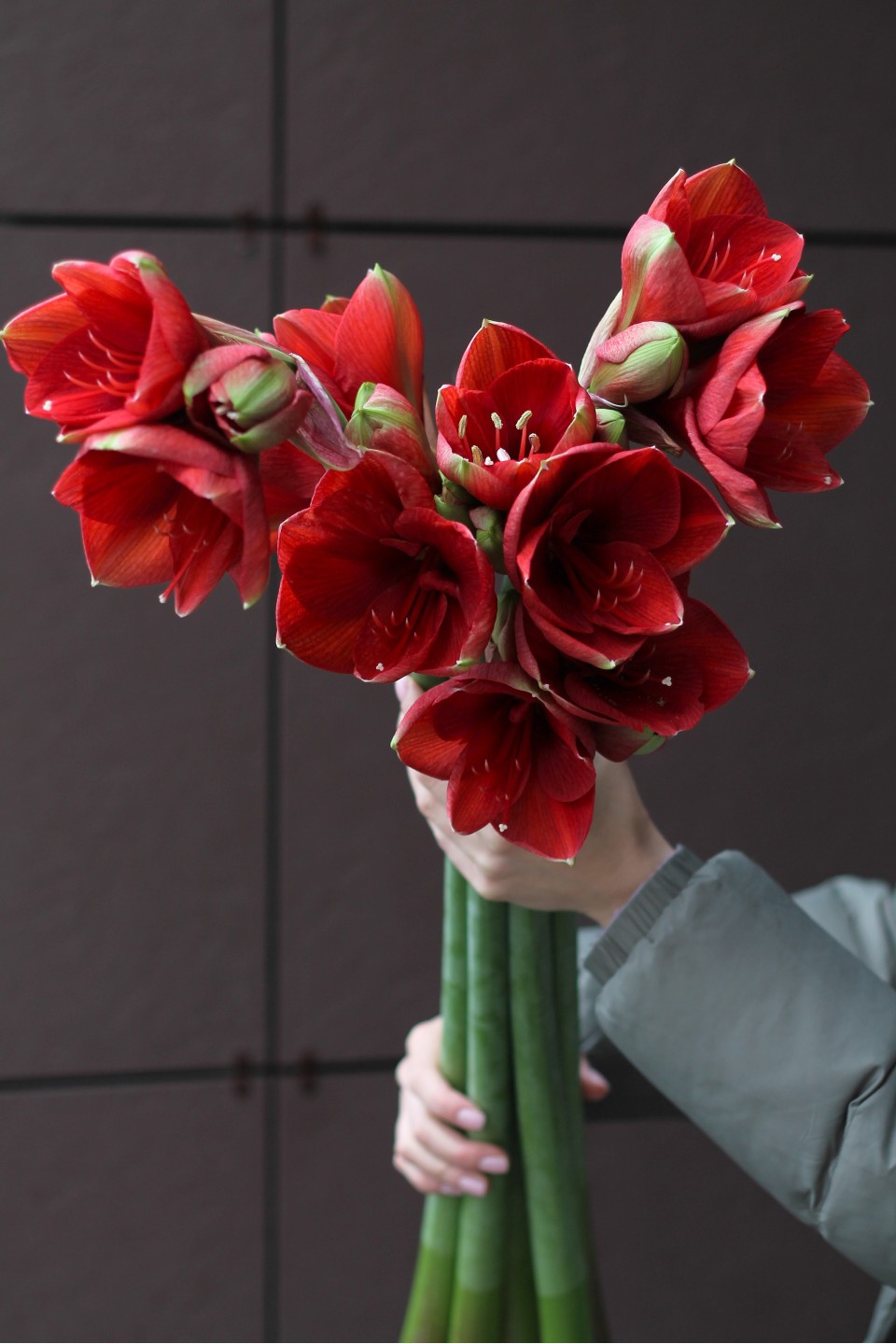 Амариллис красный - подарочное оформление