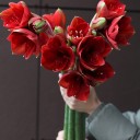 Амариллис красный - миниатюра