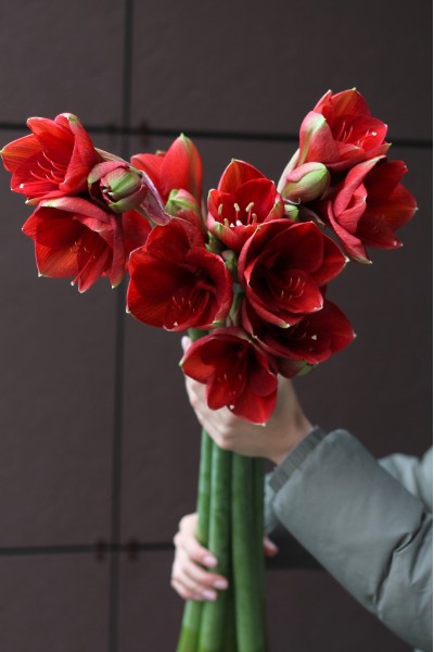 Амариллис красный