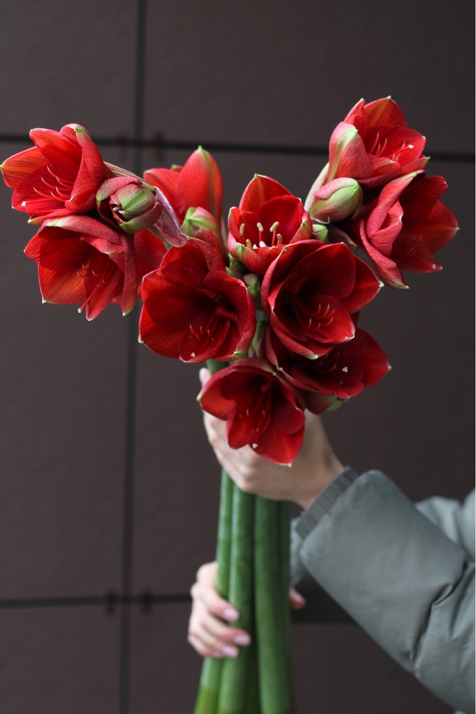 Амариллис красный