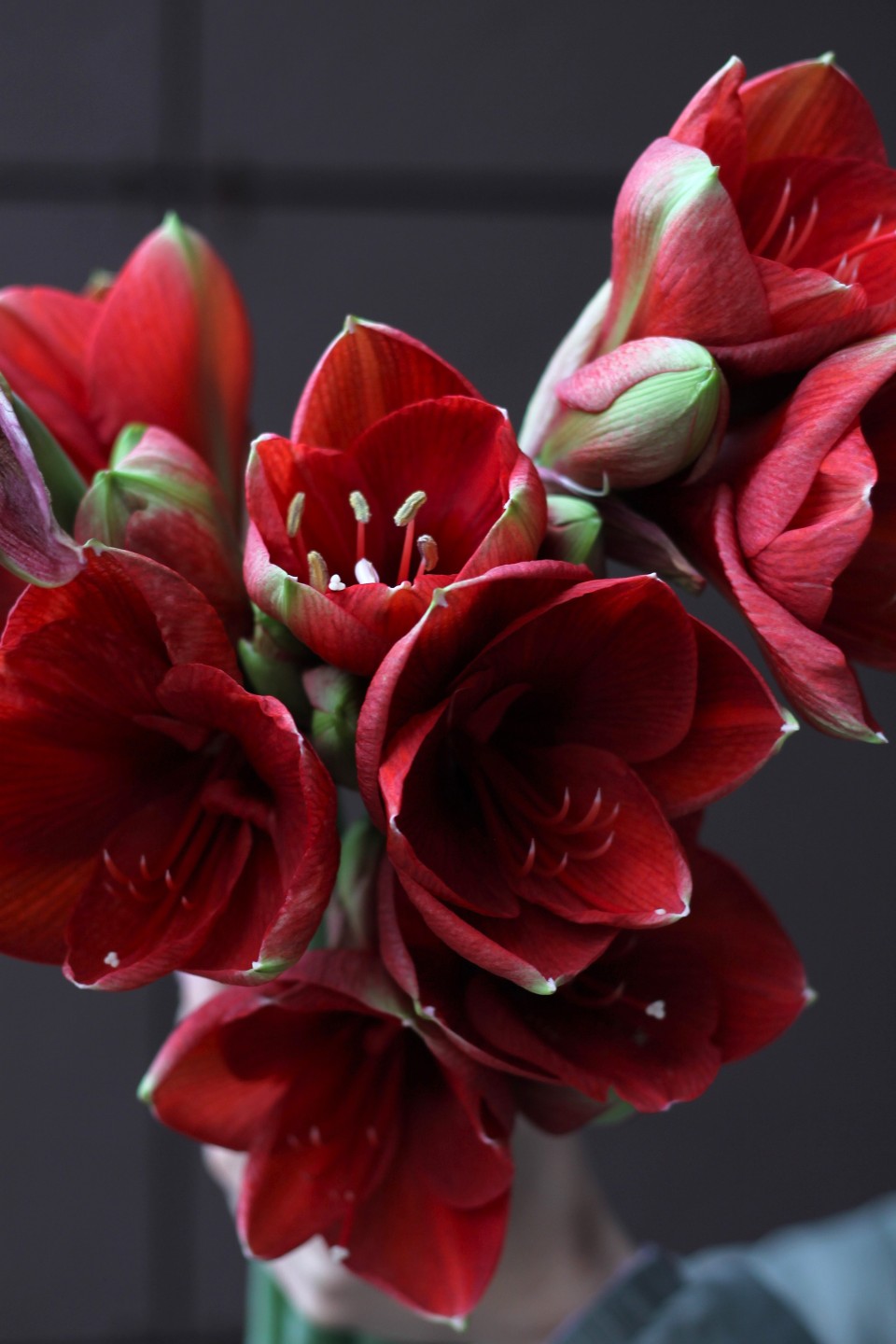 Амариллис красный - с добавлением зелени