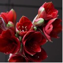 Амариллис красный - для женщины/молодой пары - миниатюра