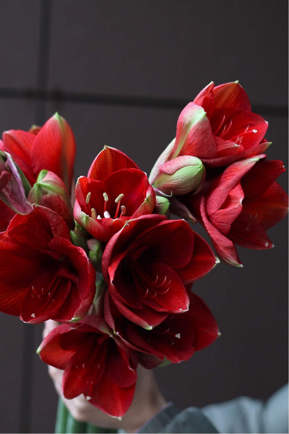 Амариллис красный - для женщины/молодой пары