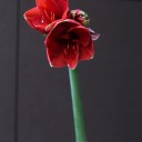 Амариллис красный - быстрая доставка в Минске - миниатюра