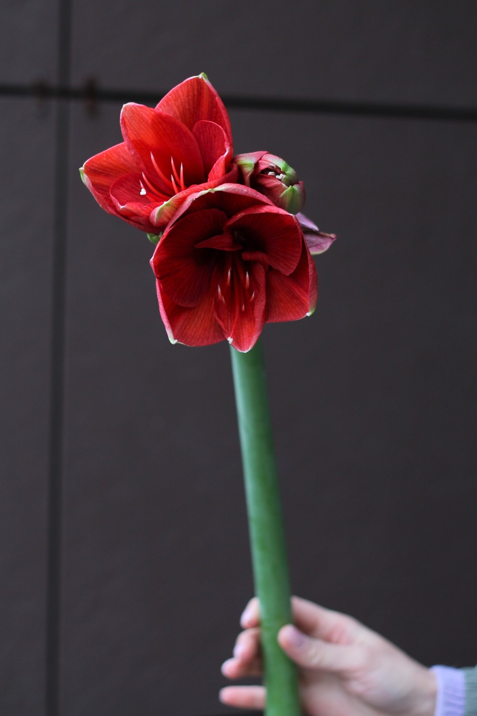 Амариллис красный - быстрая доставка в Минске