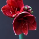 Амариллис красный - с доставкой по Минску - миниатюра