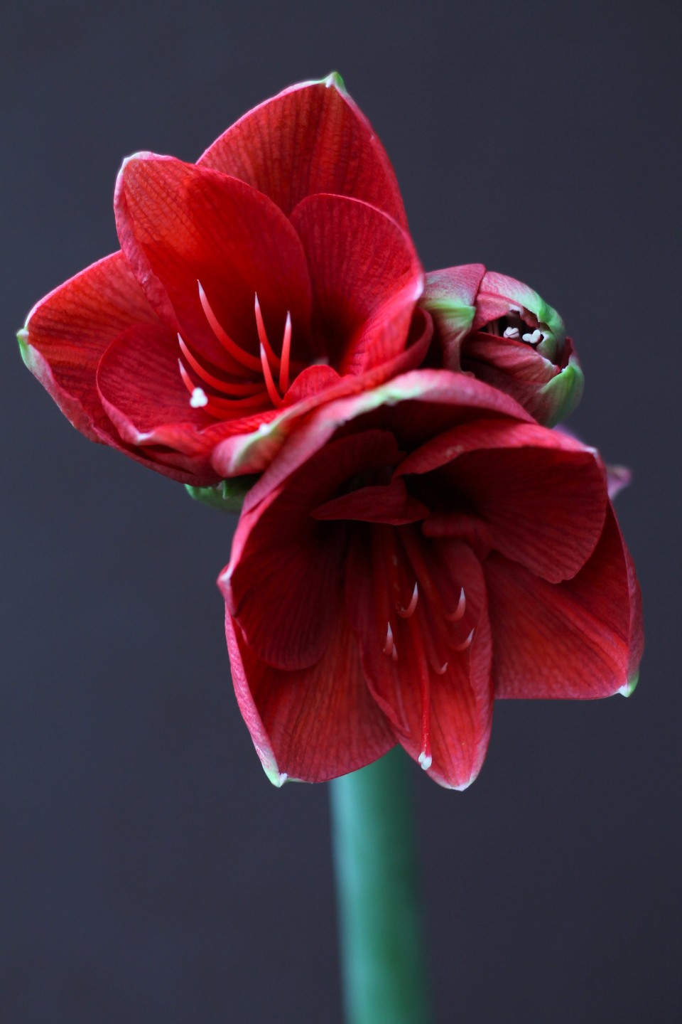 Амариллис красный - с доставкой по Минску