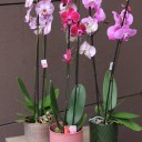 Орхидея Фаленопсис (Phalaenopsis) 2 цветоноса - с доставкой по Минску - миниатюра