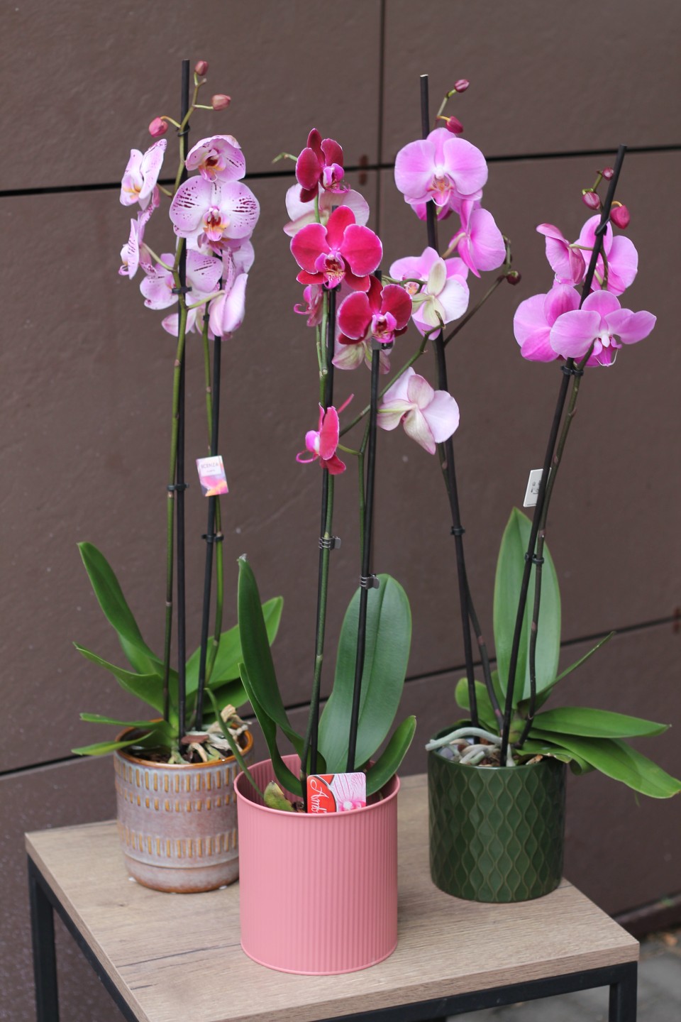 Орхидея Фаленопсис (Phalaenopsis) 2 цветоноса - с доставкой по Минску