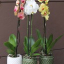 Орхидея Фаленопсис (Phalaenopsis) 2 цветоноса - миниатюра