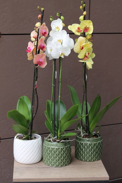 Орхидея Фаленопсис (Phalaenopsis) 2 цветоноса