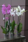 Орхидея Фаленопсис (Phalaenopsis) 2 цветоноса