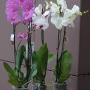 Орхидея Фаленопсис (Phalaenopsis) 2 цветоноса - миниатюра