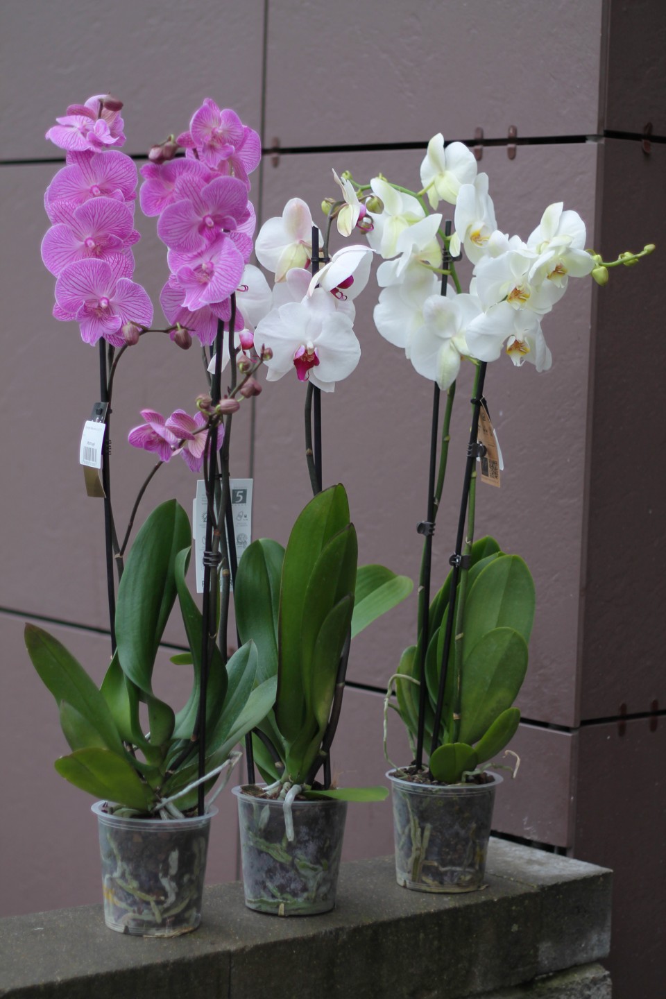 Орхидея Фаленопсис (Phalaenopsis) 2 цветоноса