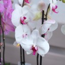 Орхидея Фаленопсис (Phalaenopsis) 2 цветоноса - с доставкой по Минску - миниатюра
