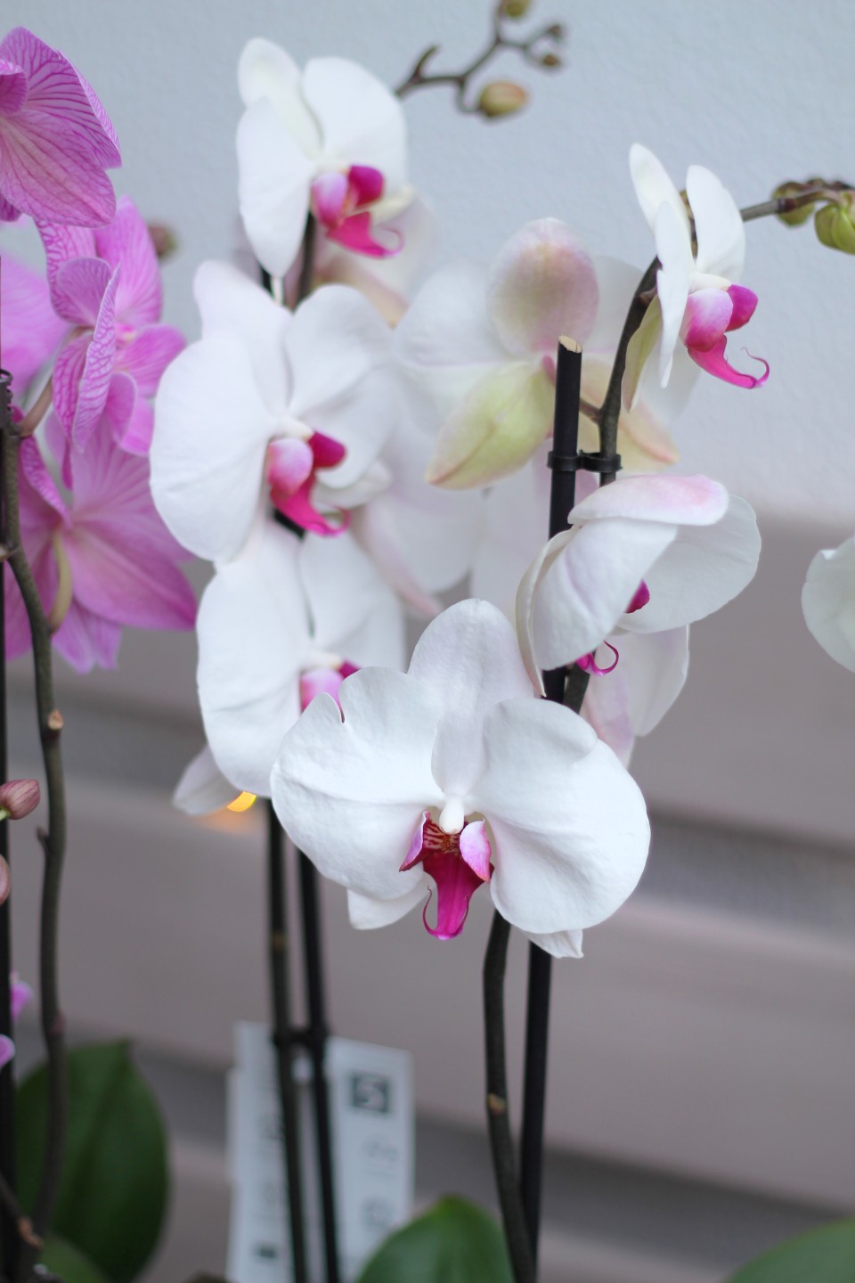 Орхидея Фаленопсис (Phalaenopsis) 2 цветоноса - с доставкой по Минску