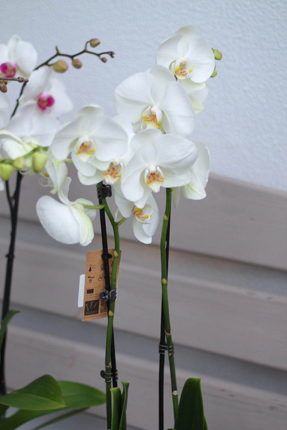 Орхидея Фаленопсис (Phalaenopsis) 2 цветоноса - подарочное оформление