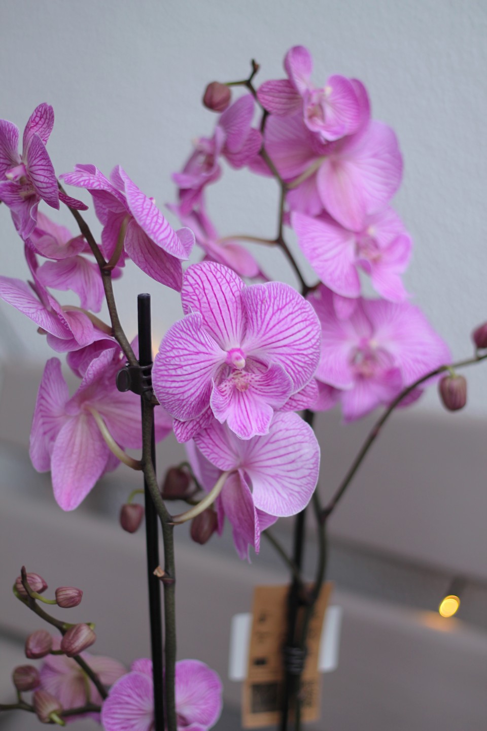 Орхидея Фаленопсис (Phalaenopsis) 2 цветоноса - с добавлением зелени