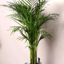 Дипсис желтоватый (Dypsis Lutescens Areca) - подарочное оформление - миниатюра