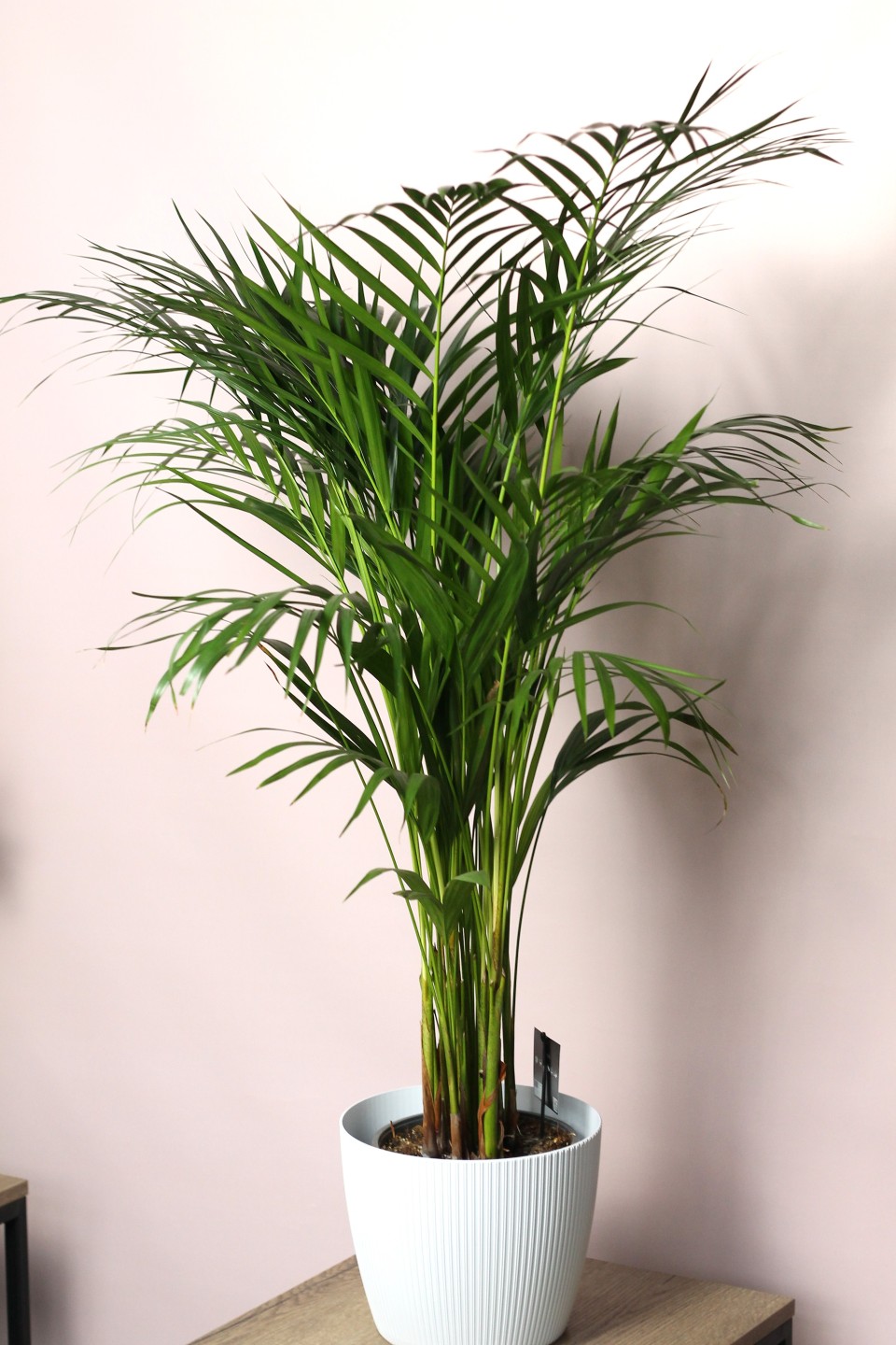 Дипсис желтоватый (Dypsis Lutescens Areca) - подарочное оформление
