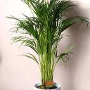 Дипсис желтоватый (Dypsis Lutescens Areca) - миниатюра
