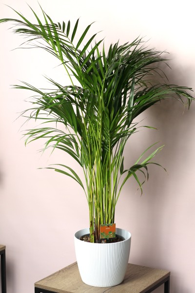 Дипсис желтоватый (Dypsis Lutescens Areca)