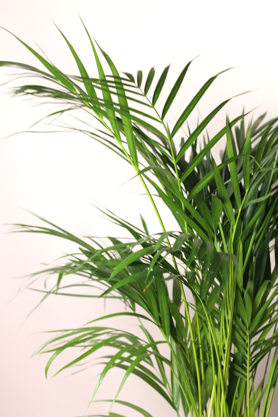 Дипсис желтоватый (Dypsis Lutescens Areca) - с доставкой по Минску