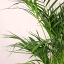 Дипсис желтоватый (Dypsis Lutescens Areca) - быстрая доставка в Минске - миниатюра