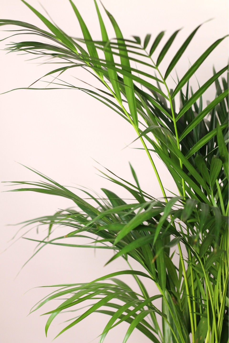 Дипсис желтоватый (Dypsis Lutescens Areca) - быстрая доставка в Минске