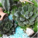 Садик Источник Вдохновения - быстрая доставка в Минске - миниатюра