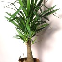 Юкка Элефантис 130-23 - миниатюра