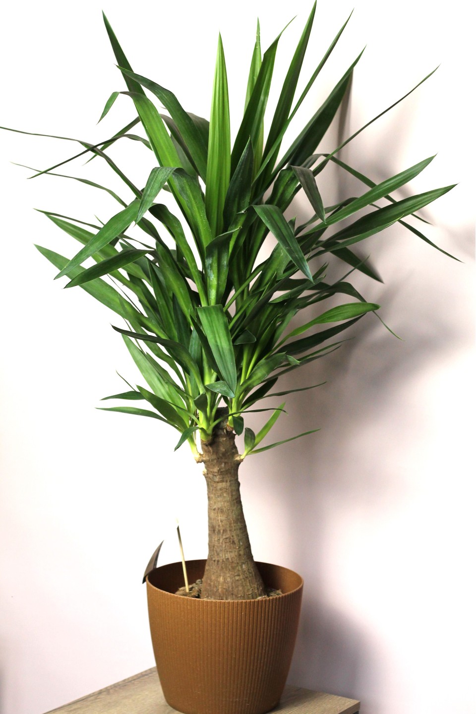 Юкка Элефантис 130-23