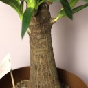 Юкка Элефантис 130-23 - с доставкой по Минску - миниатюра